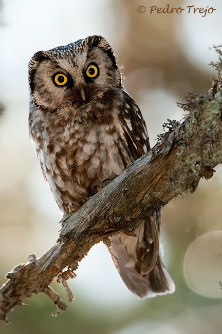 Mochuelo boreal (Aegolius funereus)